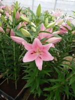 [4217 Homerus No01.JPG]